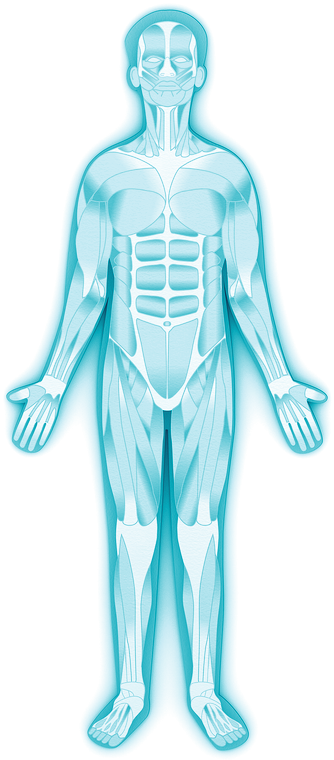 Illustration of the human muscular system with the treated regions marked